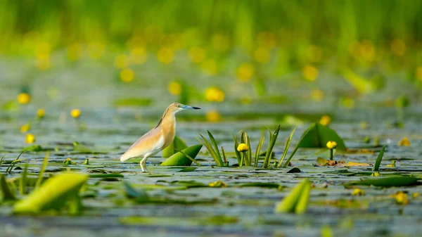 Uma Garça Lago Nos Pântanos Delta Danúbio Roménia — Fotografia de Stock
