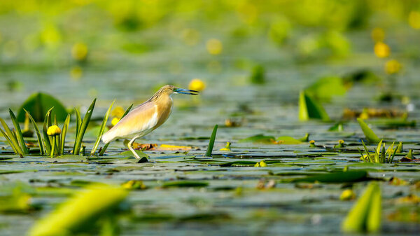 A pond heron in the swamps of the Danube Delta in Romania