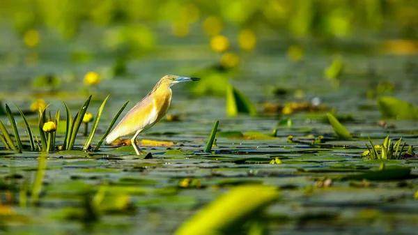 Uma Garça Lago Nos Pântanos Delta Danúbio Roménia — Fotografia de Stock