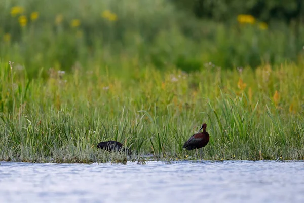 Wild Ibis in the Danube Delta