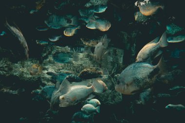 Akvaryumdaki balık sürüleri.