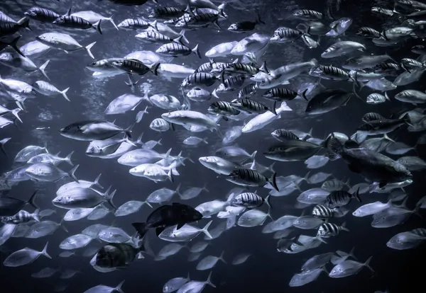 Akvaryumdaki Balık Sürüleri — Stok fotoğraf