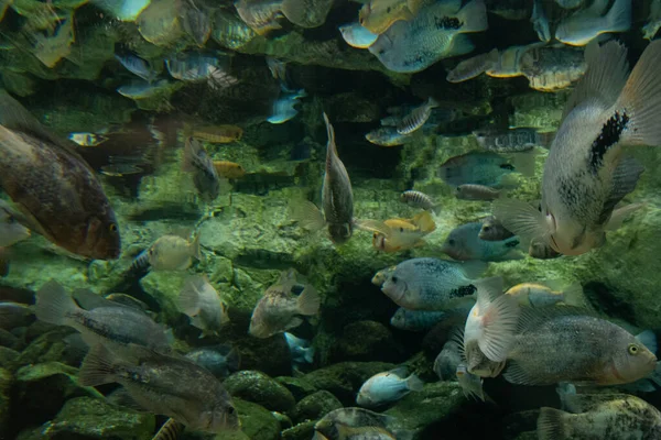 Fischschwärme Aquarium — Stockfoto