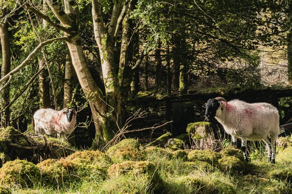 Stado Owiec Patrzących Piękną Zieloną Trawę Łąka Górska Irlandii — Zdjęcie stockowe