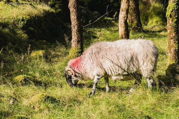 Stado Owiec Patrzących Piękną Zieloną Trawę Łąka Górska Irlandii — Zdjęcie stockowe