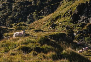 İrlanda 'nın Killarney Milli Parkı' ndaki vadi manzarası.