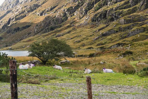 Kudde Staren Schapen Ooi Prachtig Groen Gras Bergweide Ierland — Stockfoto