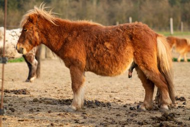 Çayırdaki kıllı at..