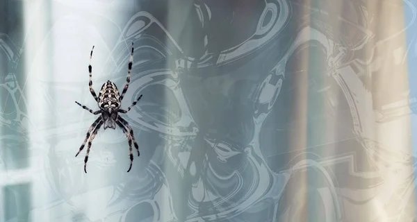 Halloween Konzept Hintergrund Spinne Netz Auf Abstraktem Hintergrund — Stockfoto