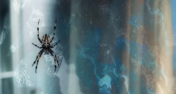 Fondo Concepto Halloween Araña Web Sobre Fondo Abstracto — Foto de Stock