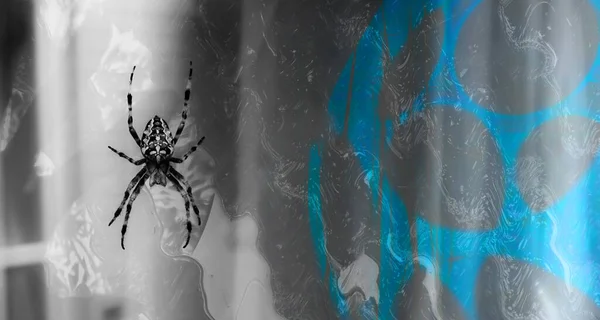 Fondo Concepto Halloween Araña Web Sobre Fondo Abstracto —  Fotos de Stock