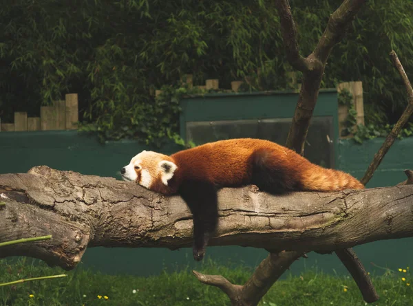 Roter Oder Kleiner Panda Ailurus Fulgens Ruht Auf Einem Baum — Stockfoto