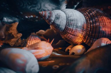 Sualtı dünyasının teması üzerine kompozisyon