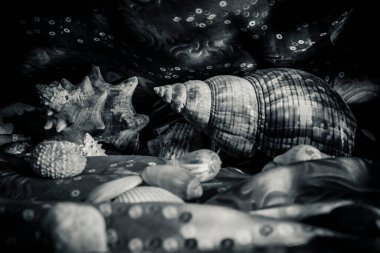 Sualtı dünyasının teması üzerine kompozisyon