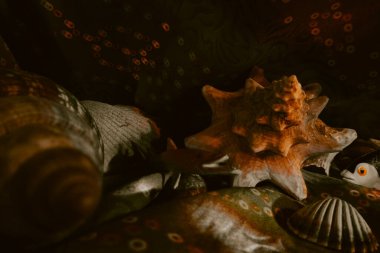 Çerçevenin ortasında deniz incileri, mermer bir zemin üzerinde duran taşlar ve kabuklar, deniz taşlarından ve deniz kabuklarından oluşan bir bileşim, deniz kabuklarından oluşan bir bileşim, denizanası, denizanası.