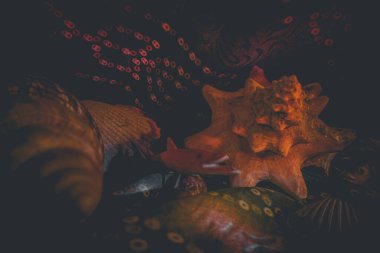 Çerçevenin ortasında deniz incileri, mermer bir zemin üzerinde duran taşlar ve kabuklar, deniz taşlarından ve deniz kabuklarından oluşan bir bileşim, deniz kabuklarından oluşan bir bileşim, denizanası, denizanası.