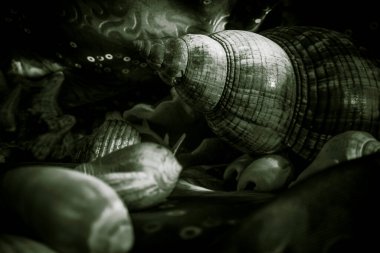 Sualtı dünyasının teması üzerine kompozisyon