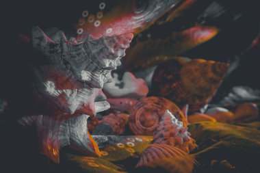 Doğru bileşimi seçmek, akvaryum suyunu temizleyecek.