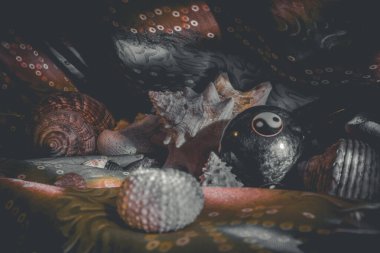 Sığ kıyı sularında renkli tropikal balıklar. Mercan resifinde yaşam, tavşan gibi. Su altı deniz dünyasının hayvanları. Ekosistem.