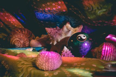 Sığ kıyı sularında renkli tropikal balıklar. Mercan resifinde yaşam, tavşan gibi. Su altı deniz dünyasının hayvanları. Ekosistem.