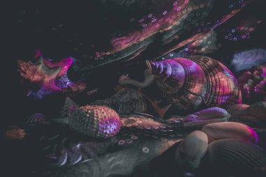 Sığ kıyı sularında renkli tropikal balıklar. Mercan resifinde yaşam, tavşan gibi. Su altı deniz dünyasının hayvanları. Ekosistem.