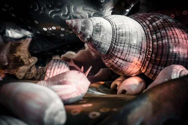 Sualtı dünyasının teması üzerine kompozisyon