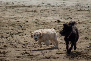 dog on beach, dog play