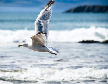 Arka planda kayalıklarla denizin üzerinde uçan martılar.