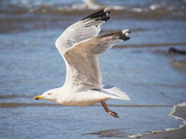 Arka planda kayalıklarla denizin üzerinde uçan martılar.
