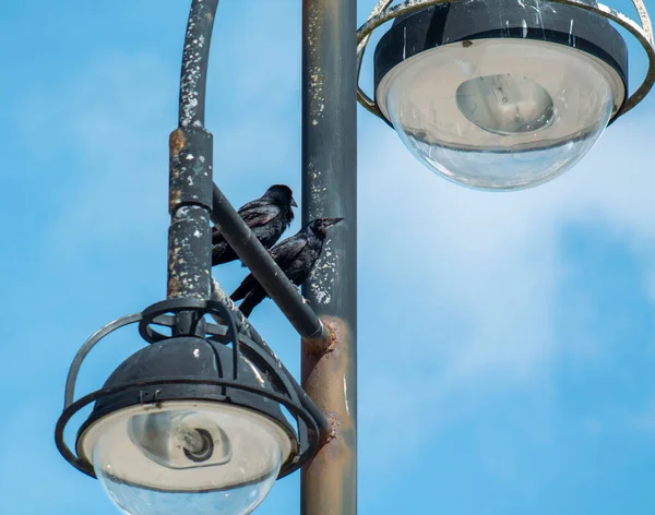 Ravens Sitting Street Lamp Blue Sky — Stock Photo, Image