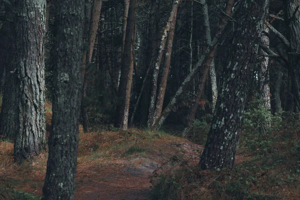 Deep Forest Trees Dark Backwoods — Stock Photo, Image