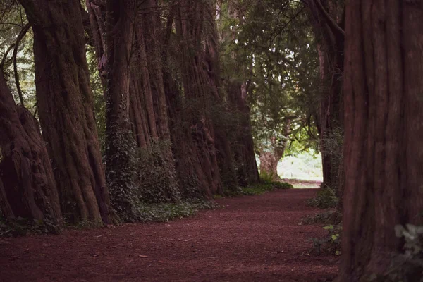 Lismore Ireland Foot Path Tunnel Taxus Trees Taxus Baccata Conifer — Stock Photo, Image