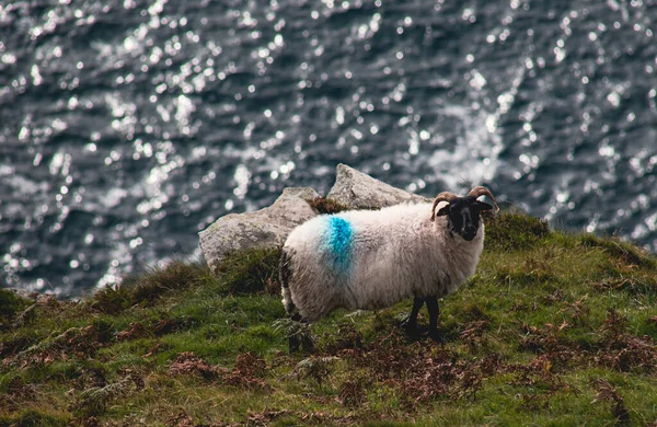 Ovejas Irlandesas Pastando Hierba Una Colina Empinada Hermoso Paisaje Con — Foto de Stock