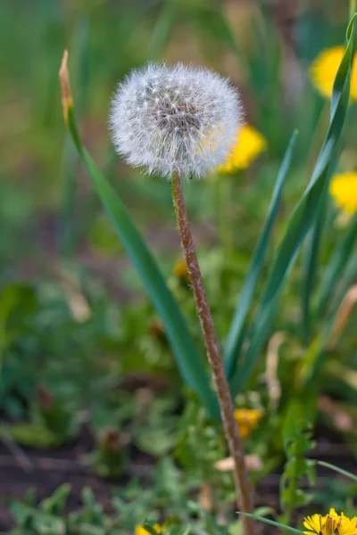 Dandelion in nature — Stock Photo, Image
