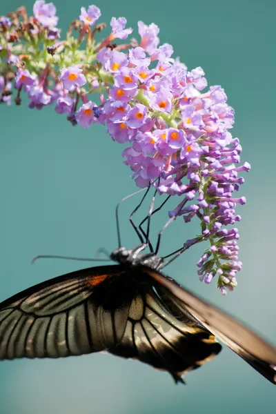 Tropical butterflies — Stock Photo, Image