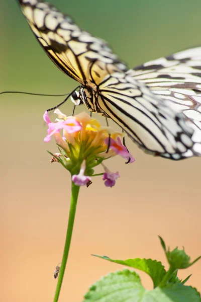 Tropical butterflies — Stock Photo, Image