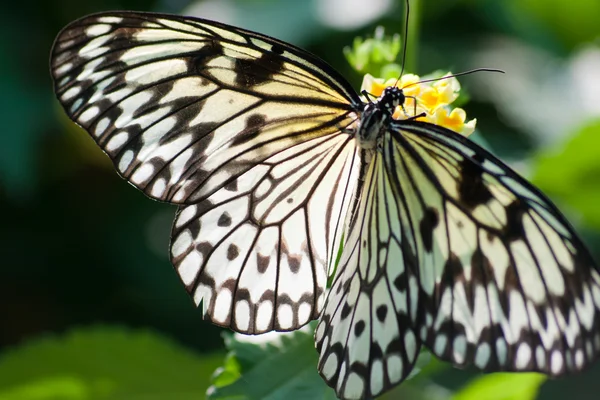 Tropical butterflies — Stock Photo, Image
