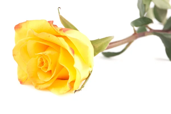 Yellow Rose — Stock Photo, Image