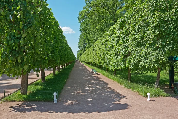 Walk of Peterhof — Stock Photo, Image