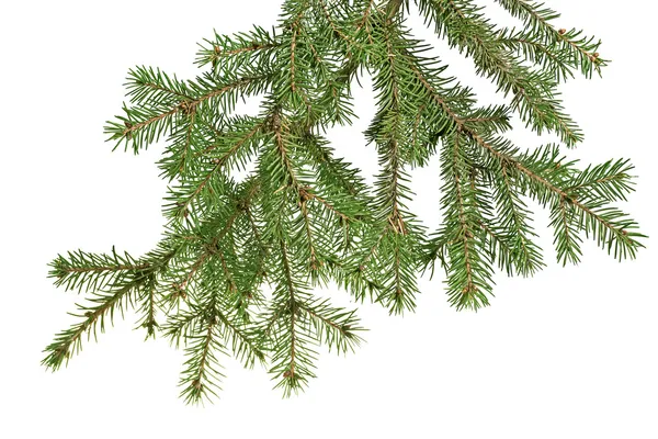 Christmas tree branch — Stock Photo, Image