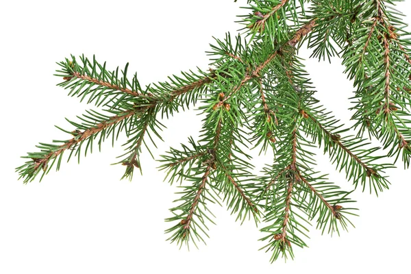 Christmas tree branch — Stock Photo, Image