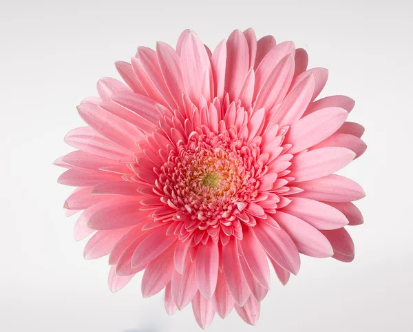 pembe gerbera izole