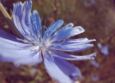 Güneş ile sahada Cichorium intybus