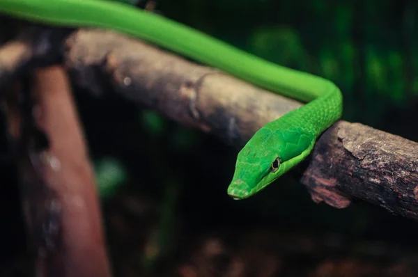 Chinese tree viper — Stock Photo, Image