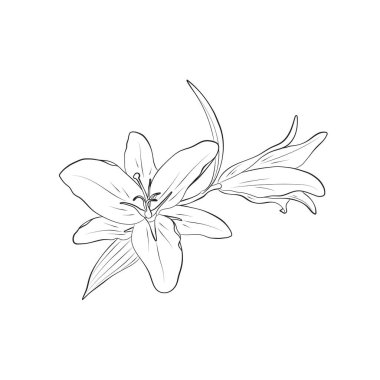 Zambaklar el çizimi çiçekleri. Tebrik kartı ve davetiye tasarımı için vektör çiçek ögesi