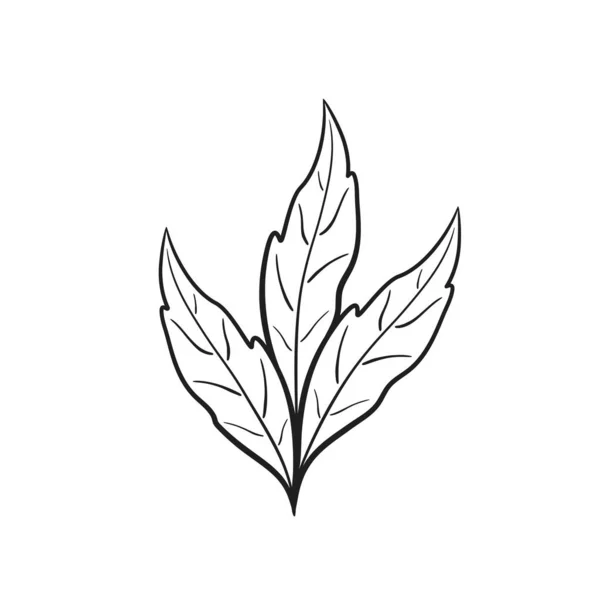 Feuille Triple Dessinée Main Illustration Florale Sommaire Élément Botanique Vectoriel — Image vectorielle