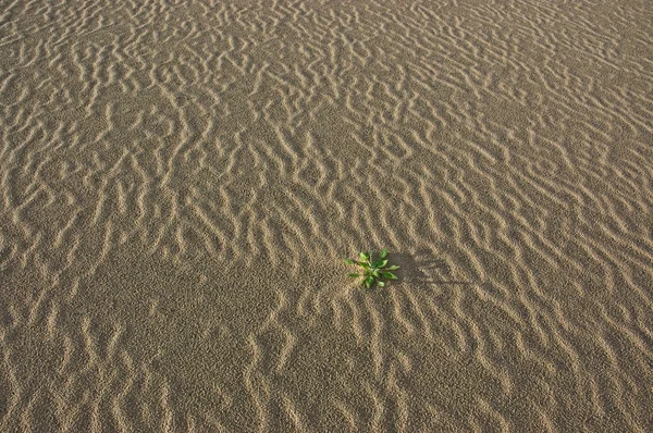 Hierba entre las ondulaciones de arena del desierto — Foto de Stock