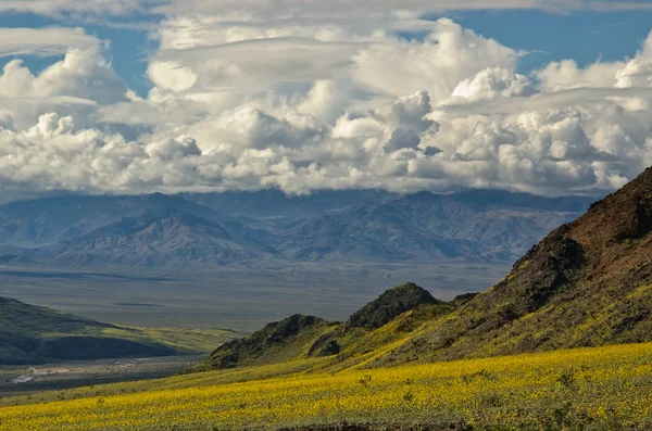 Death valley i blom, jubilee pass — Stockfoto