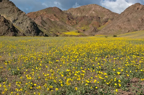 Death valley in bloei — Stockfoto