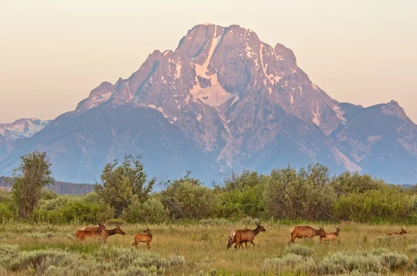 Älg vid soluppgången under mount moran — Stockfoto